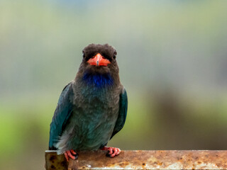 Dollarbird in Queensland Australia
