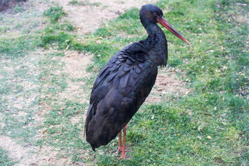 Black Stork.
It is a large bird, an endangered species. It has black plumage with green and red iridescence. The average height of a black stork is 1 meter with a body weight of 3 kg. - 682745080