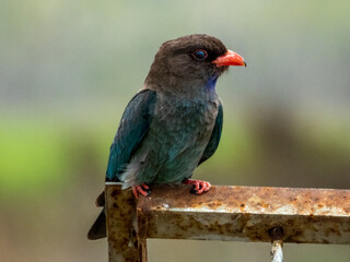 Dollarbird in Queensland Australia