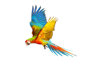 Colorful flying Shamlet macaw isolated on transparent background png file