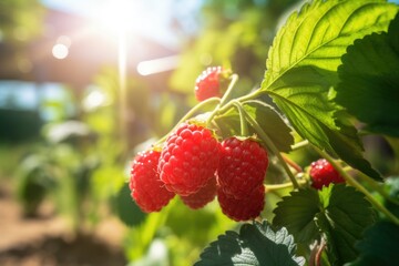 raspberry grow in the orchard garden in sunny day.