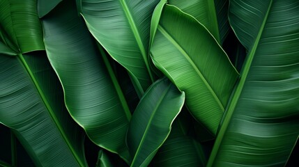 Tropical Banana Leaf