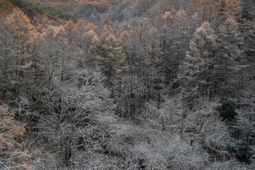 カラマツの紅葉と雪景色
