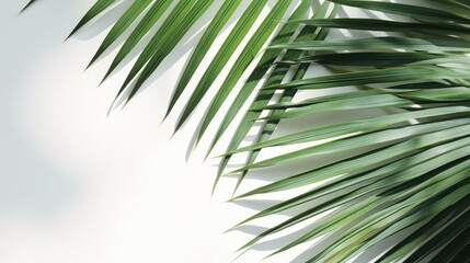 Green coconut leaves for background.Vector.Illustration.