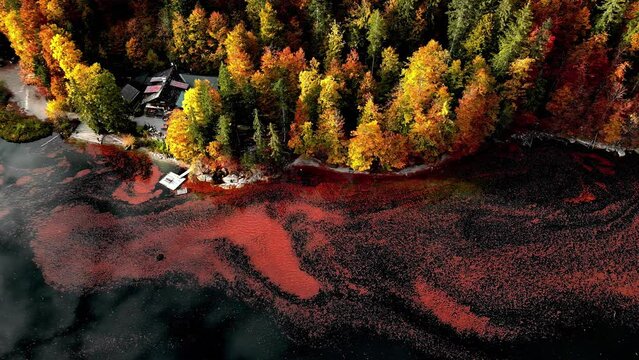 Aerial drone top down shot over colorful Lake Toplitz reflecting beautiful autumnal colors from leaves of the surrounding forest on a sunny day. 