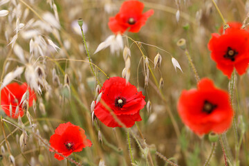 Fototapeta premium Poppies in Giverny, France