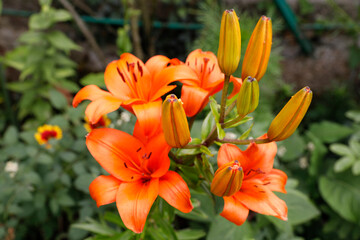 Flowers in Claude Monet's garden in Giverny, France.