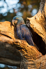 Obraz premium hyacinth macaw in tropical Pantanal
