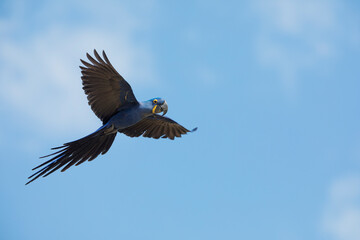 hyacinth macaw in tropical Pantanal