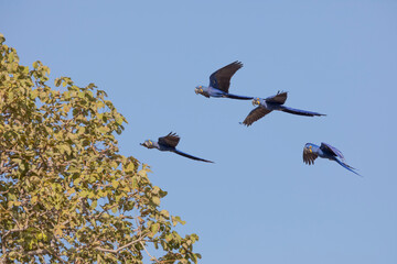 hyacinth macaw in tropical Pantanal