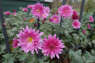 Pink flowers of Chrysanthemums near fence in mid November