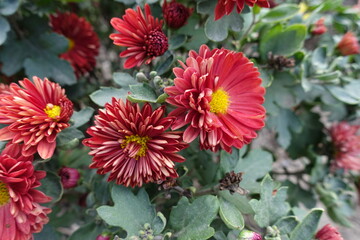 Bloom of red and yellow semidouble Chrysanthemums in mid October
