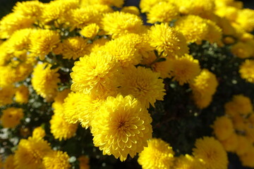 Multitudinous yellow flowers of Chrysanthemums in October
