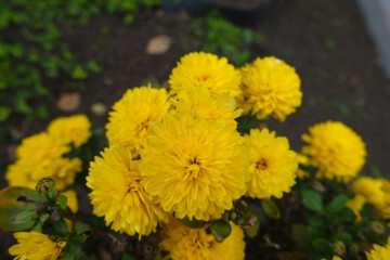 November flowers - gold yellow Chrysanthemums in full bloom