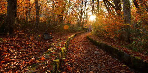 夕日と落ち葉の晩秋の森