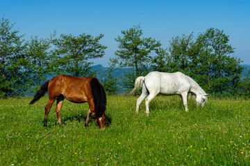 Naklejka na ściany i meble Horses on green meadow on Carpathians mountains landscapes, Apetska mountain, Ukraine