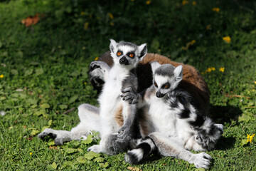 Maki Catta (LEMUR CATTA) in Thoiry zoo park, France.