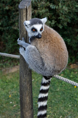 Maki Catta (LEMUR CATTA) in Thoiry zoo park, France.