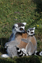 Maki Catta (LEMUR CATTA) in Thoiry zoo park, France.