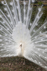 Obraz premium White peacock (PAVO CRISTATUS) in Thoiry zoo park, France