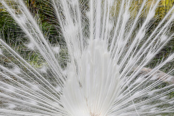 Feathers of a white peacock (PAVO CRISTATUS) in Thoiry zoo park, France