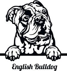 English Bulldog - Color Peeking Dogs - breed face head isolated on white