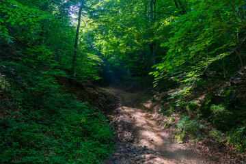footpath path in the woods