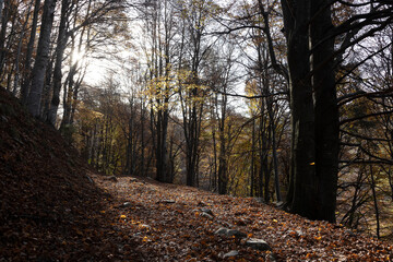 Autumn foliage.
Autumn foliage in the wood with sun among the branches. Lombardy, Italy.
