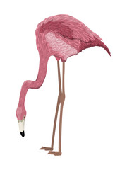 Red American Flamingo or Caribbean flamingo. Wild bird of South America, Galapagos and Caribbean islands. realistic animal.