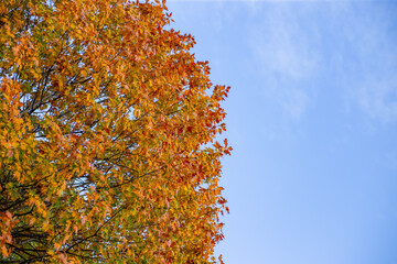 Background of autumn tree and sky. Autumn concept.