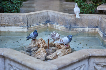 Pigeons drink from the fountain. Valencia, Spain