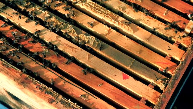 Close up HD slow motion video of bees making honey on a honey frame