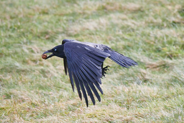 Nebelkrähe im Flug