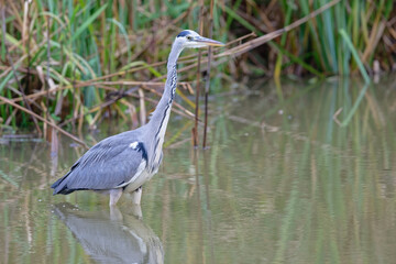 héron cendré - Ardea cinerea - oiseaux
