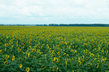 Field with sunflowers