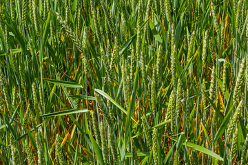 Obraz premium Green wheat field. Green background with wheat. Young green wheat seedlings growing on a field. Agricultural field on which grow immature young cereals, wheat