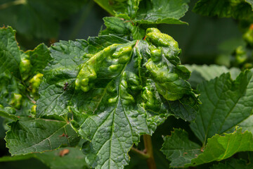 Disease of red and white currants, infection with Gallic aphids Anthracnose. Brown blisters on...