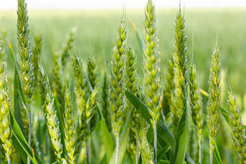 Macro close up of fresh young ears of young green wheat in spring summer field. Free space for text. Agriculture scene - obrazy, fototapety, plakaty