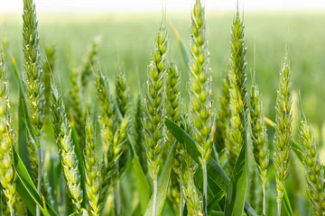 Fototapete Gras Macro close up of fresh young ears of young green wheat in spring summer field. Free space for text. Agriculture scene