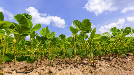 Fototapeta na wymiar Young green soybean leaves in the field
