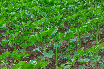 Young sunflowers sprouted on the black soil