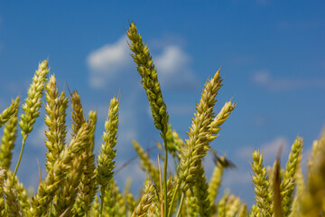 Wheat meadow. Ripe Gold Barley field in summer. Nature organic Yellow rye plant Growing to harvest. World global food with sunset in farm land autumn scene background. Happy Agricultural countryside