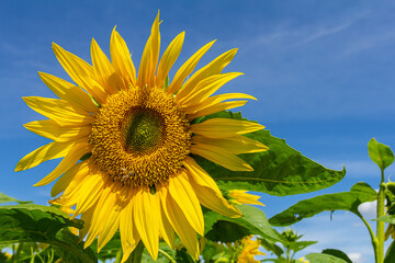 Sunflower with blue sky background