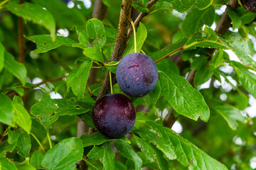 Ripe plums on green branches in the garden. A few fresh juicy round red plum berries with leaves on a tree branch under the soft sunlight. Ripe plums on green branches in the garden