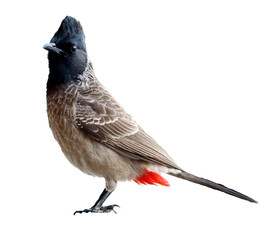 isolated Red vented Bulbul 