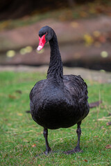 Black swan on the grass
