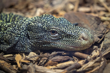 The crocodile monitor, Varanus salvadorii. Also known as the Papuan monitor.