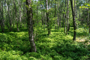 Fototapeta premium A Birch forest in the sun light