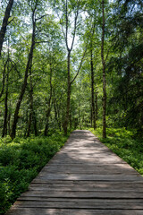 A wooden path with birch in the red bog