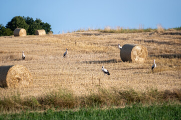 Storks ( Ciconiidae ) on a stubble field between hay bales